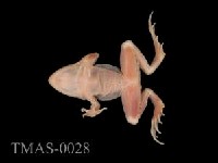 Dark-spotted frog Collection Image, Figure 7, Total 13 Figures